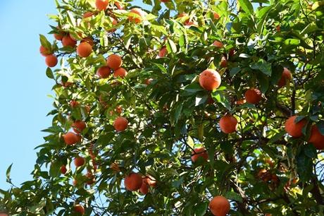 22_Orangenbaum-Palatin-Citytrip-Rom-Italien