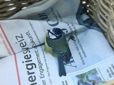Verletzter Vogel gefunden: Wisst ihr, was ihr tun müsst?