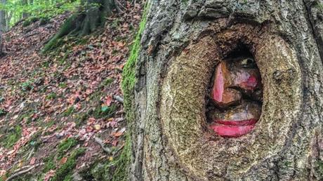 Die Steckeschlääferklamm im Binger Stadtwald – der Wald mit den Augen