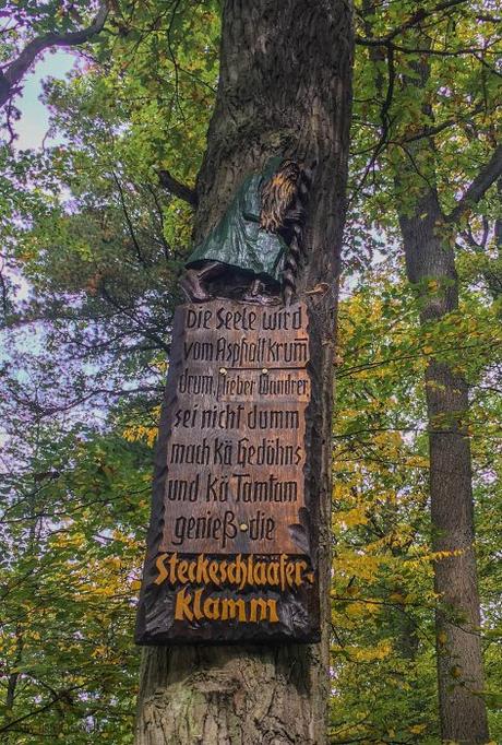 Die Steckeschlääferklamm im Binger Stadtwald – der Wald mit den Augen