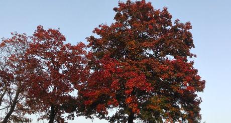 Foto: Ahorn in herbstlichem Dunkelrot