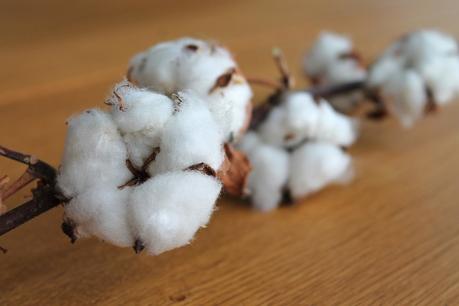 Kleines Faserlexikon: Pflanzenfaser Baumwolle