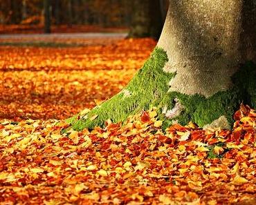 Goldener Herbst hat nicht nur schöne Seiten