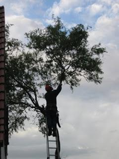 Die letzten Zweige werden gekappt...