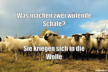 Lustiger BilderSpruch - Was machen zwei wütende Schafe?   Sie kriegen...