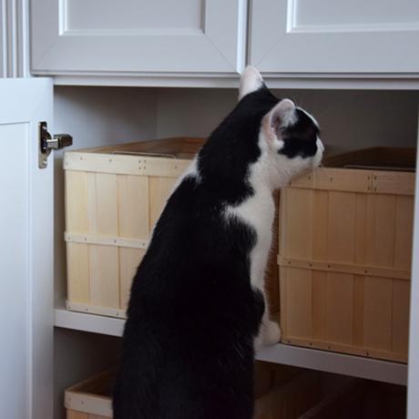 Wie geht es Kater Jake ohne Elwood?