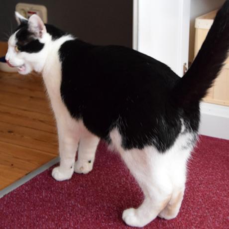 Wie geht es Kater Jake ohne Elwood?