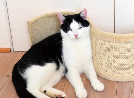 Wie geht es Kater Jake ohne Elwood?