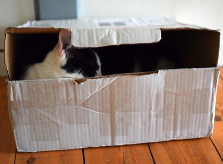 Wie geht es Kater Jake ohne Elwood?