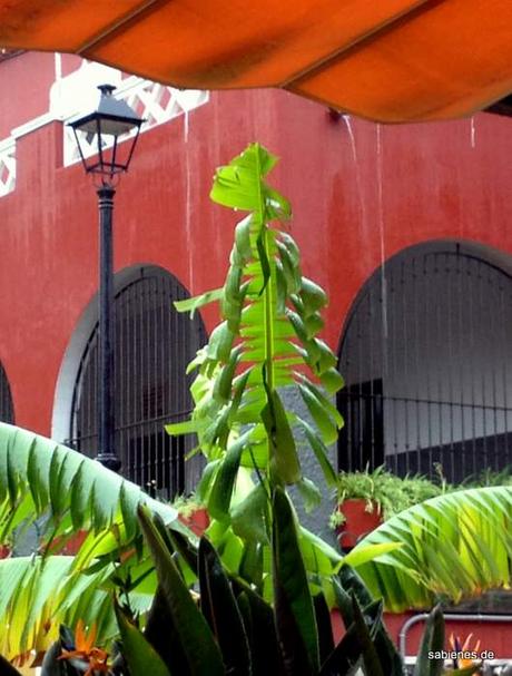 verregneter urlaub teneriffa