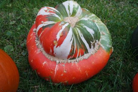 Die Gärtnerei “ Schanbacher „