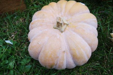 Die Gärtnerei “ Schanbacher „