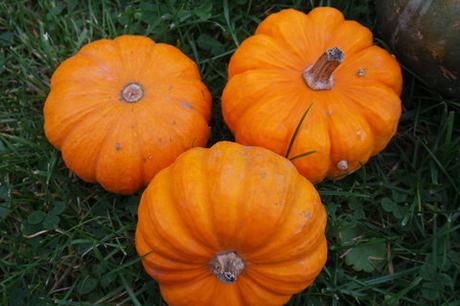 Die Gärtnerei “ Schanbacher „