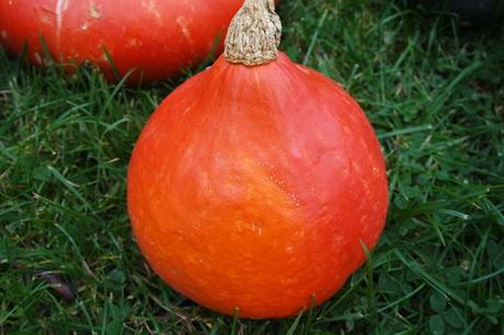 Die Gärtnerei “ Schanbacher „