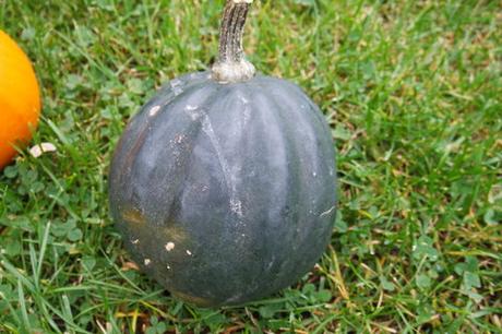 Die Gärtnerei “ Schanbacher „