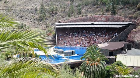Highlight: Delfin-Show im Palmitos Park auf Gran Canaria