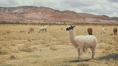 Alpakas - Wolllieferanten für weiche und natürliche Alpakawolle