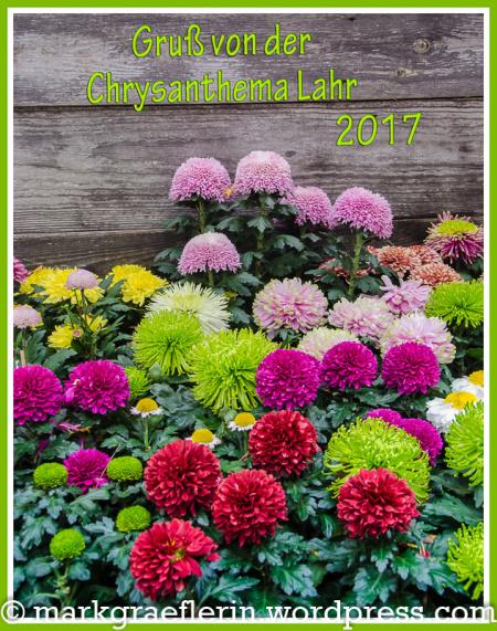 Ein Besuch auf der Chrysanthema in Lahr