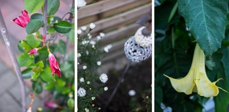 Herbstblütenpracht im Oktober-Garten by fim.works Lifestyle Blog
