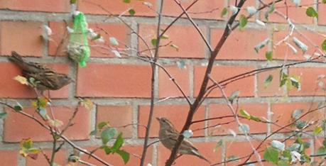 Foto: Spatzen probieren das erste Winterfutter