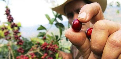 Riu-Hotels verwenden künftig Kaffee mit der Zertifizierung von Rainforest Alliance