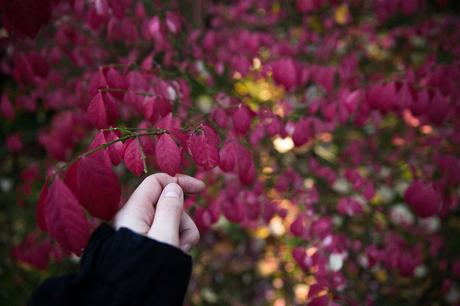 Jeder Tag ein anderer Herbst – Eine Liebeserklärung