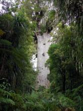 Abseits der Touristenpfade in Neuseeland