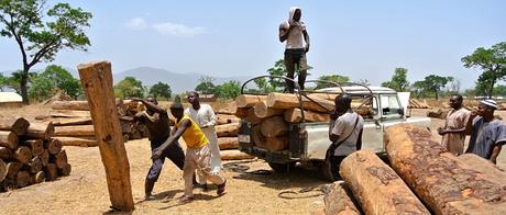Nigeria – Raubbau an Palisander-Holz verhindern (Petition)
