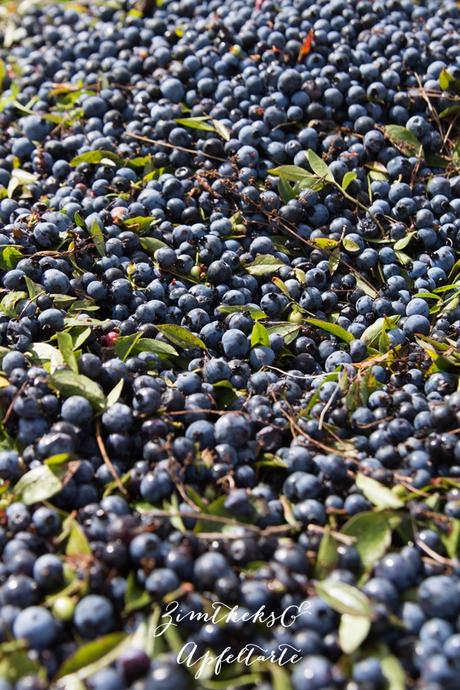 Unterwegs on Blueberry Hills und Blaubeer-Crumble mit Maple Syrup Cream