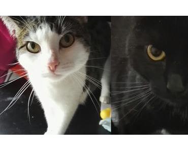 Gesundheit und Herz im Konflikt