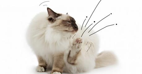Deine Katze hat Flöhe? – So kannst du Katzenflöhe bekämpfen und aus der Wohnung bekommen