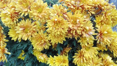 Foto: Gelbe Chrysanthemen