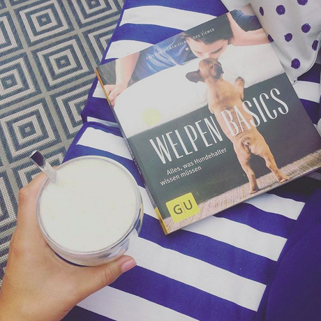 Dalmatiner Amy Design Welpen Basics