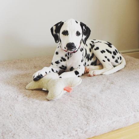 Dalmatiner Amy Design Hundeausstattung Cloud7