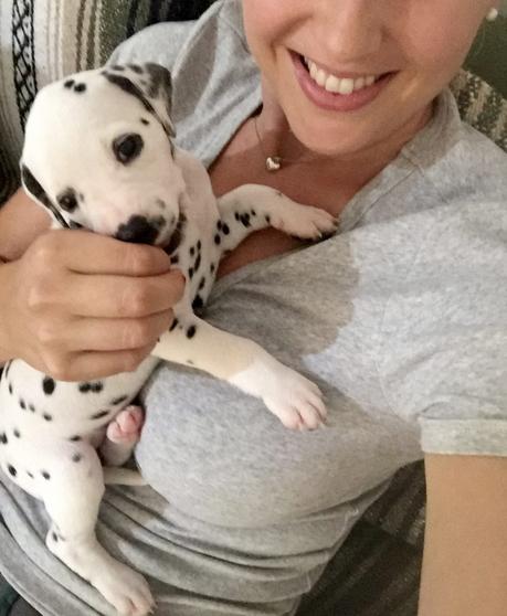 Dalmatiner Welpe Amy