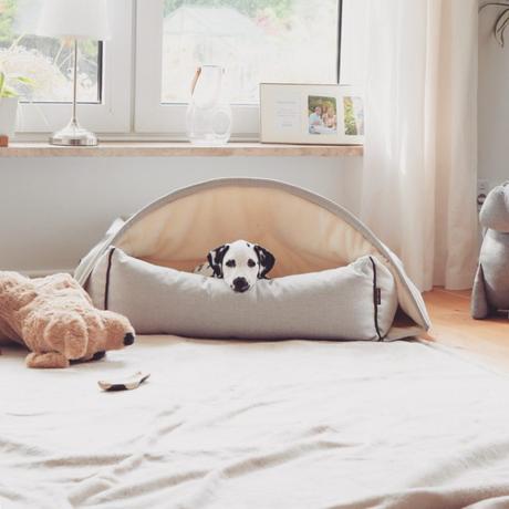 Dalmatiner Amy Design Hundeausstattung Kona Cave