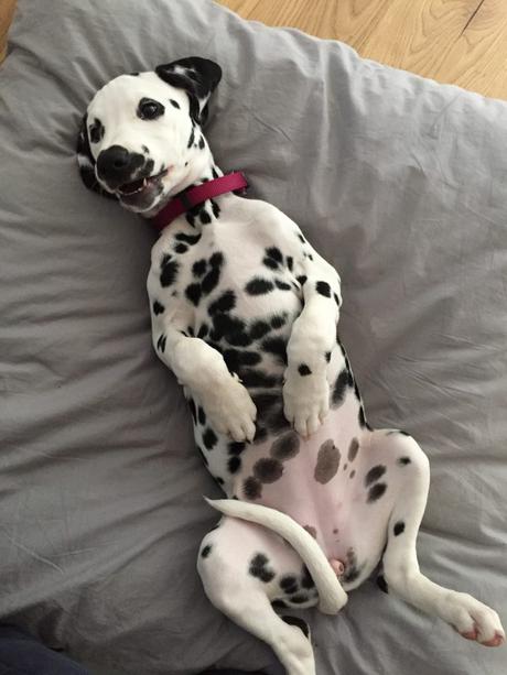 Dalmatiner Amy Design Hundeausstattung