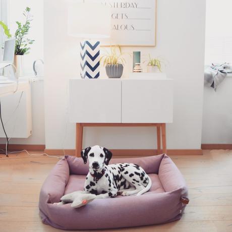 Dalmatiner Amy Design Hundeausstattung Cloud7