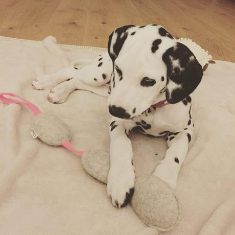 Dalmatiner Amy Design Hundeausstattung Cloud7