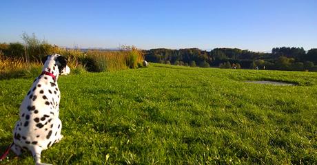 Auf den Hund gekommen: Stylisches für Dalmatiner-Dame Amy