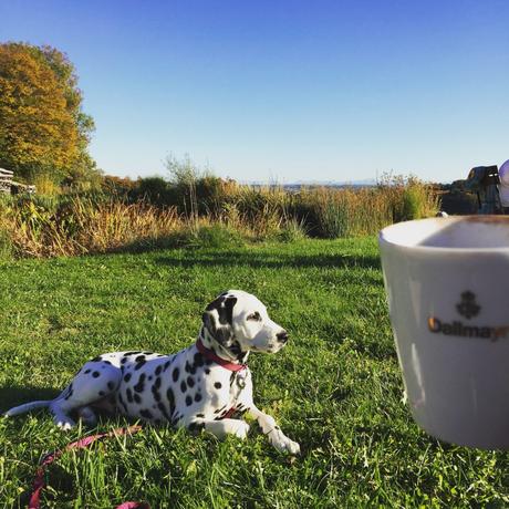 Dalmatiner Amy Design Hundeausstattung Cloud7