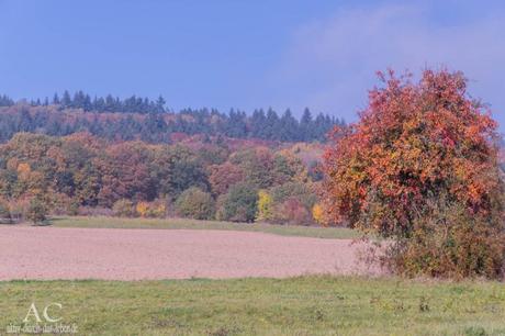 Vitaltour Kuckucksweg – Wiesen, Wälder, Weinberge im bunten Herbst