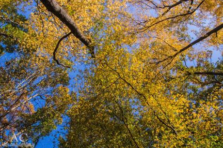 Vitaltour Kuckucksweg – Wiesen, Wälder, Weinberge im bunten Herbst