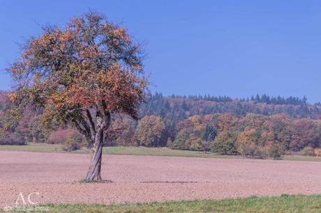 Vitaltour Kuckucksweg – Wiesen, Wälder, Weinberge im bunten Herbst