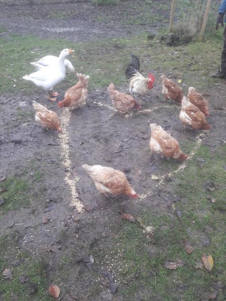 Ab heute zertifizierteNatur und Waldpädagogin-Hurra