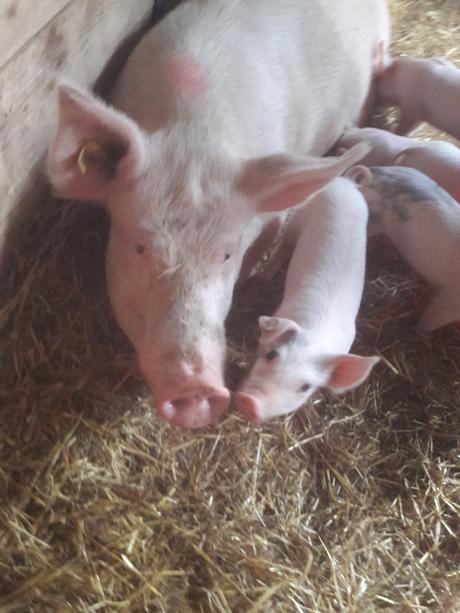 Ab heute zertifizierteNatur und Waldpädagogin-Hurra