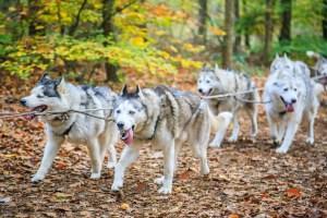Bilder: Schlittenhunderennen „De Witte Stein“