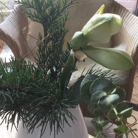 Friday-Flowerday – oder – Nun kommt sie weihnachtlich daher: Die Amaryllis