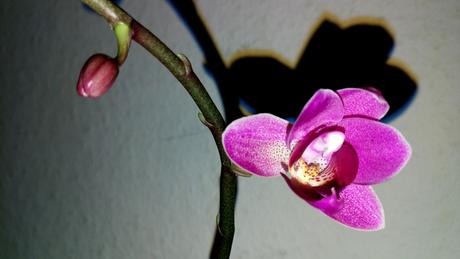 Foto: Meine letzte Orchidee blüht zu Weihnachten