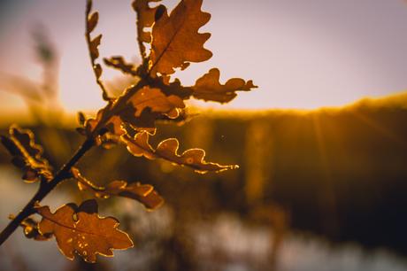 Novemberblues weicht kurzfristig grandiosem Sonnenaufgang in den Apfelplantagen im Alten Land